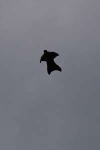 Flying_Man