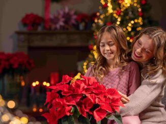 Коледна звезда