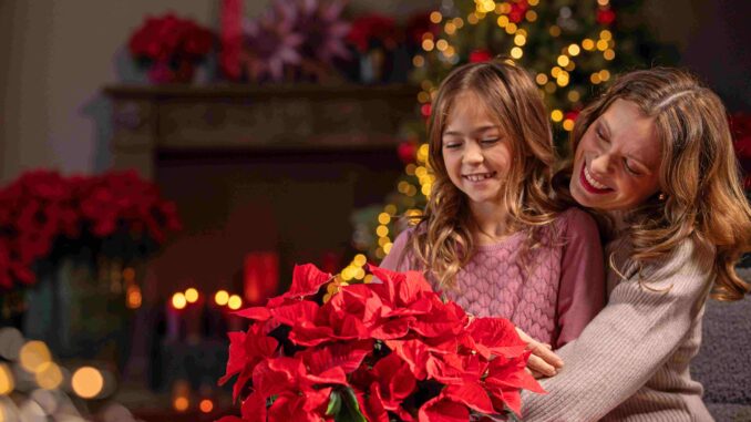 Коледна звезда